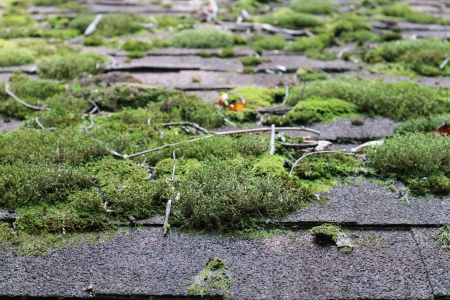 Roof Algae Removal Thumbnail